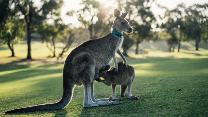 Die Faszination der Kängurus: Ein umfassender Blick auf Australiens ikonische Beuteltiere